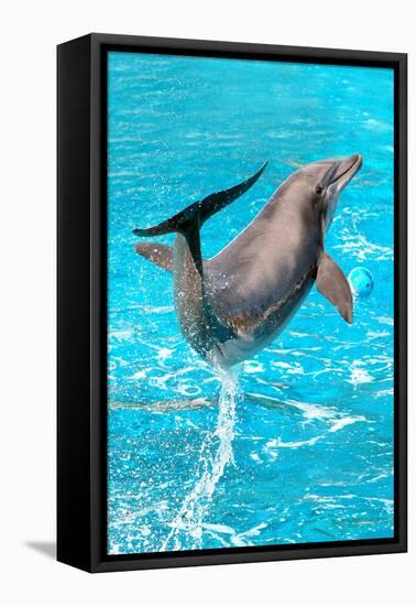 Dolphin Plays In Pool-Michal Bednarek-Framed Premier Image Canvas