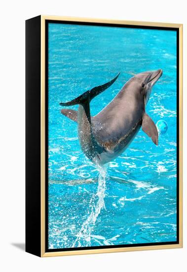 Dolphin Plays In Pool-Michal Bednarek-Framed Premier Image Canvas