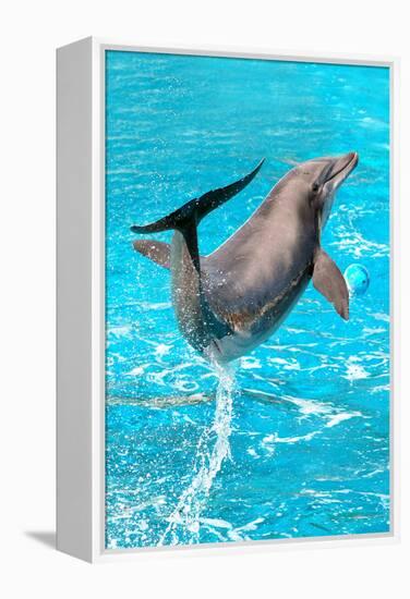 Dolphin Plays In Pool-Michal Bednarek-Framed Premier Image Canvas