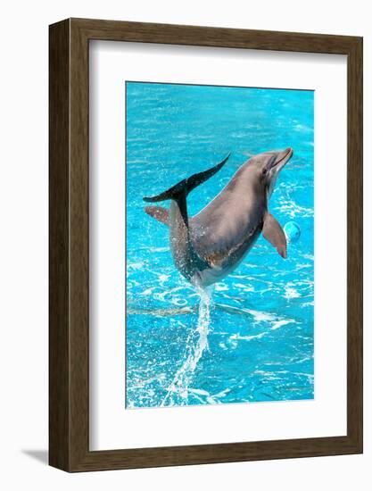 Dolphin Plays In Pool-Michal Bednarek-Framed Photographic Print