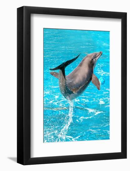 Dolphin Plays In Pool-Michal Bednarek-Framed Photographic Print