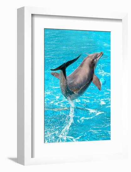 Dolphin Plays In Pool-Michal Bednarek-Framed Photographic Print