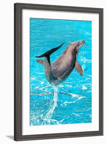 Dolphin Plays In Pool-Michal Bednarek-Framed Photographic Print