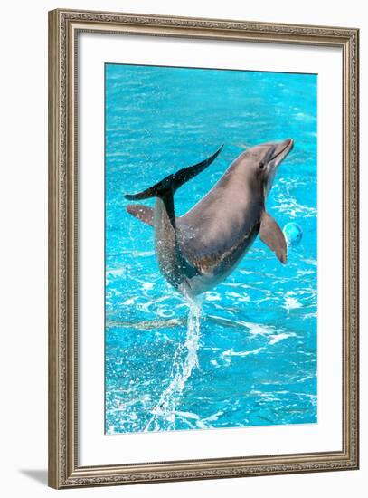 Dolphin Plays In Pool-Michal Bednarek-Framed Photographic Print