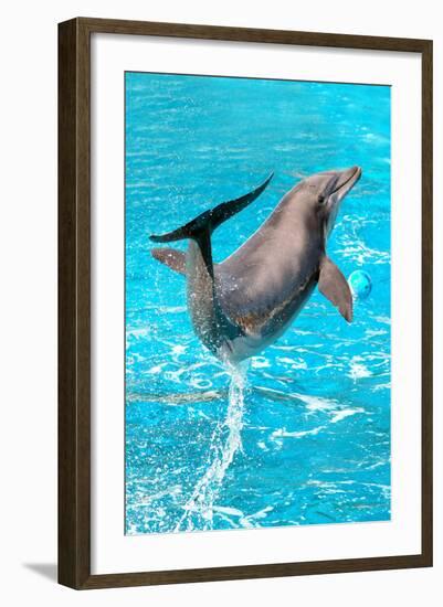 Dolphin Plays In Pool-Michal Bednarek-Framed Photographic Print