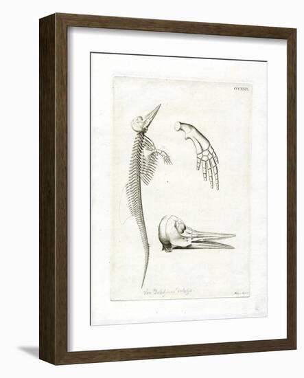 Dolphin Skeleton-null-Framed Giclee Print