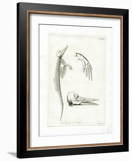 Dolphin Skeleton-null-Framed Giclee Print