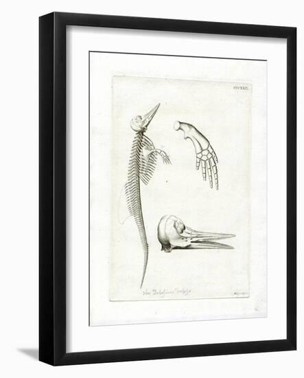 Dolphin Skeleton-null-Framed Giclee Print