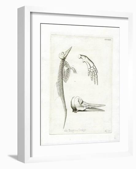 Dolphin Skeleton-null-Framed Giclee Print