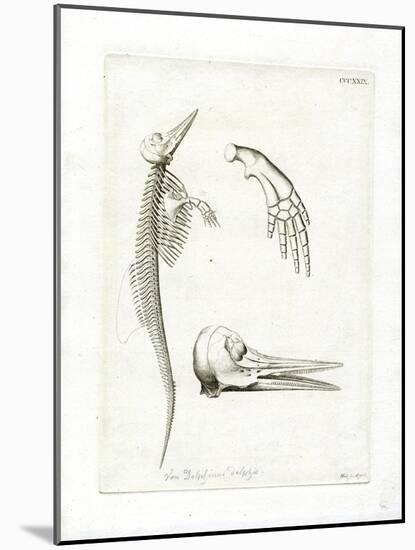Dolphin Skeleton-null-Mounted Giclee Print