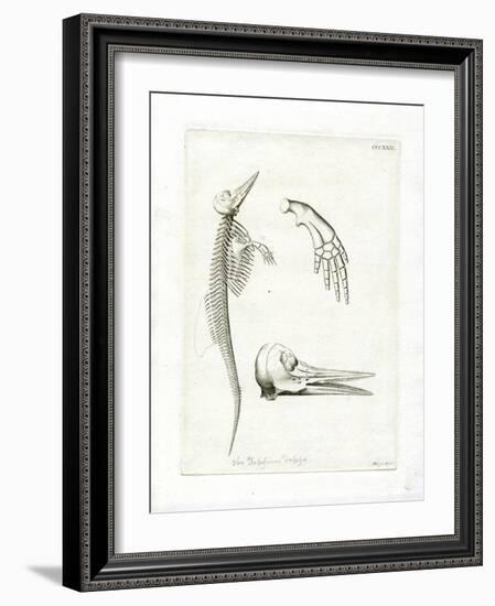 Dolphin Skeleton-null-Framed Giclee Print