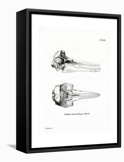 Dolphin Skull-null-Framed Premier Image Canvas