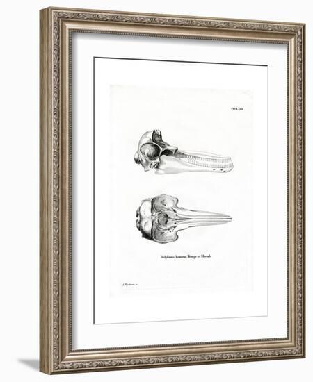 Dolphin Skull-null-Framed Giclee Print