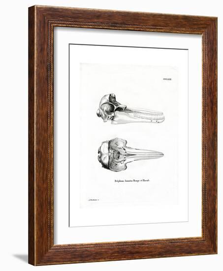 Dolphin Skull-null-Framed Giclee Print