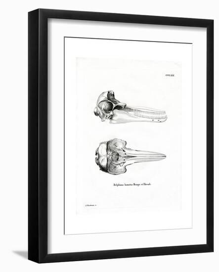 Dolphin Skull-null-Framed Giclee Print