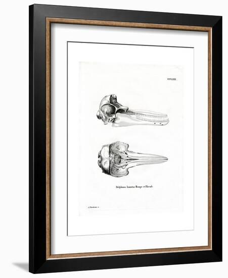 Dolphin Skull-null-Framed Giclee Print