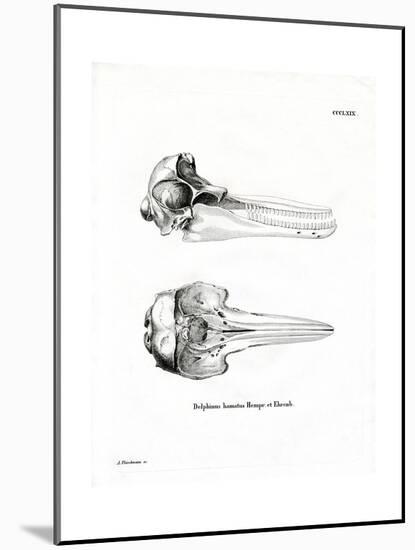 Dolphin Skull-null-Mounted Giclee Print