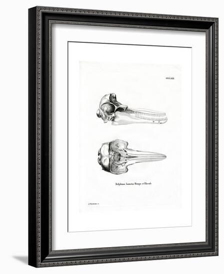 Dolphin Skull-null-Framed Giclee Print