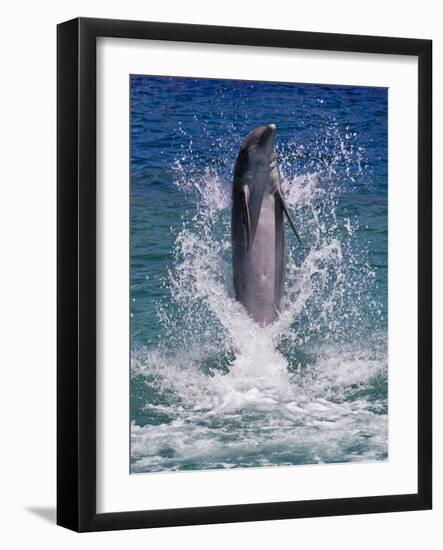 Dolphin Standing Above Water, Roatan Island, Honduras-Keren Su-Framed Photographic Print