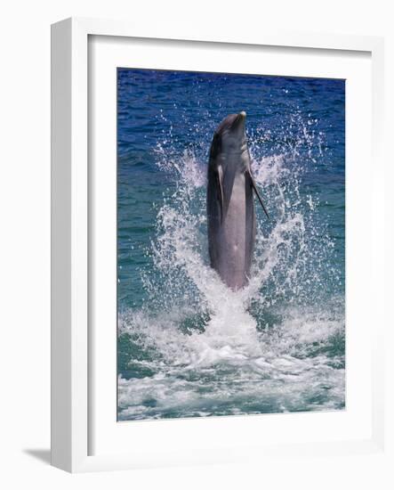 Dolphin Standing Above Water, Roatan Island, Honduras-Keren Su-Framed Photographic Print