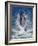 Dolphin Standing Above Water, Roatan Island, Honduras-Keren Su-Framed Photographic Print