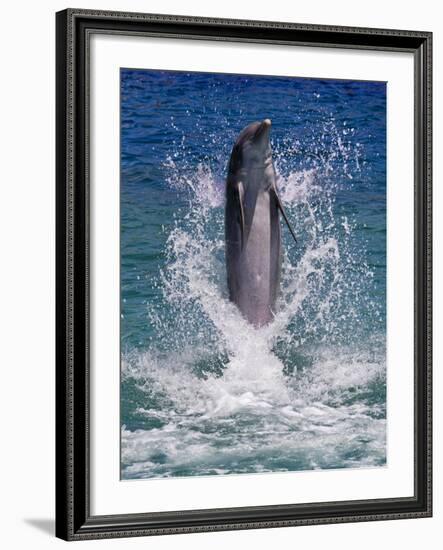 Dolphin Standing Above Water, Roatan Island, Honduras-Keren Su-Framed Photographic Print