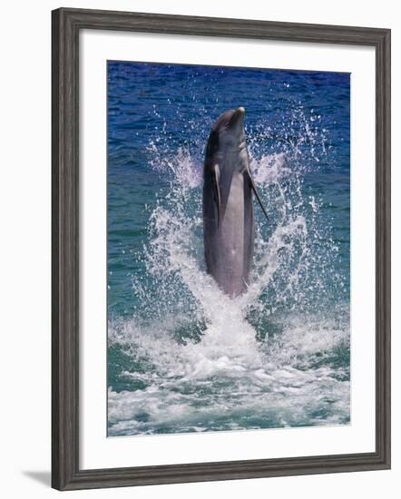 Dolphin Standing Above Water, Roatan Island, Honduras-Keren Su-Framed Photographic Print