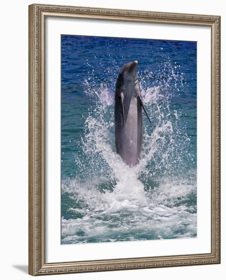 Dolphin Standing Above Water, Roatan Island, Honduras-Keren Su-Framed Photographic Print