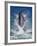 Dolphin Standing Above Water, Roatan Island, Honduras-Keren Su-Framed Photographic Print