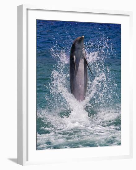 Dolphin Standing Above Water, Roatan Island, Honduras-Keren Su-Framed Photographic Print