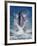 Dolphin Standing Above Water, Roatan Island, Honduras-Keren Su-Framed Photographic Print