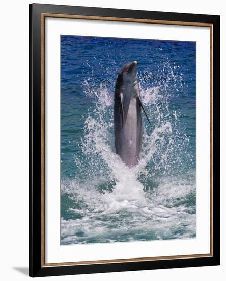 Dolphin Standing Above Water, Roatan Island, Honduras-Keren Su-Framed Photographic Print