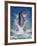 Dolphin Standing Above Water, Roatan Island, Honduras-Keren Su-Framed Photographic Print