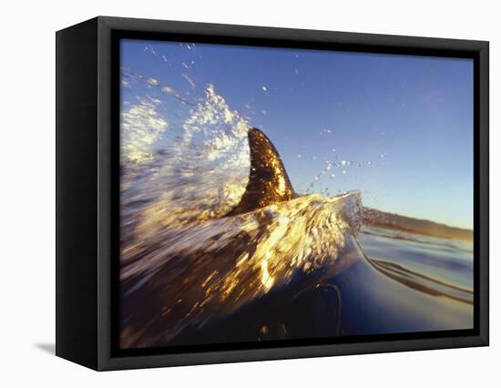 Dolphin Swimming in Ocean-David Pu'u-Framed Premier Image Canvas