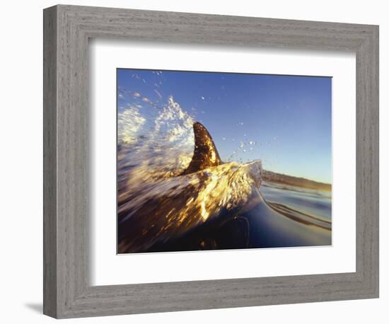 Dolphin Swimming in Ocean-David Pu'u-Framed Photographic Print