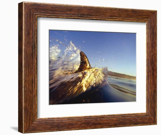 Dolphin Swimming in Ocean-David Pu'u-Framed Photographic Print