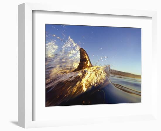 Dolphin Swimming in Ocean-David Pu'u-Framed Photographic Print