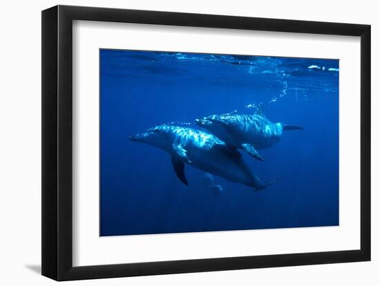 Dolphin Turn-Charles Glover-Framed Art Print