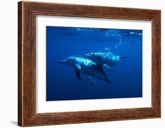 Dolphin Turn-Charles Glover-Framed Art Print