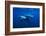 Dolphin Turn-Charles Glover-Framed Art Print