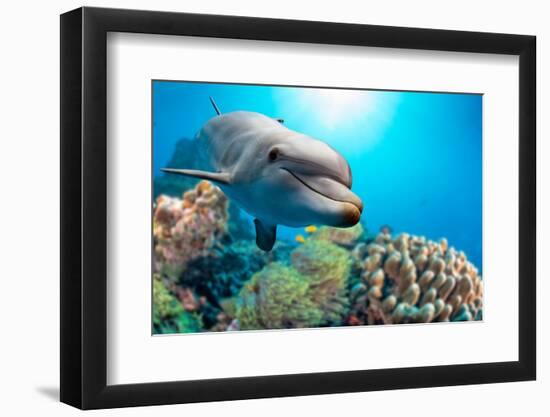 Dolphin Underwater on Reef Background-Andrea Izzotti-Framed Photographic Print