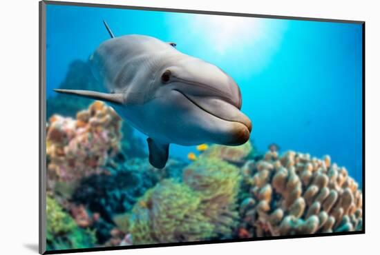 Dolphin Underwater on Reef Background-Andrea Izzotti-Mounted Photographic Print