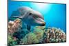 Dolphin Underwater on Reef Background-Andrea Izzotti-Mounted Photographic Print