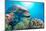 Dolphin Underwater on Reef Background-Andrea Izzotti-Mounted Photographic Print