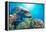 Dolphin Underwater on Reef Background-Andrea Izzotti-Framed Premier Image Canvas