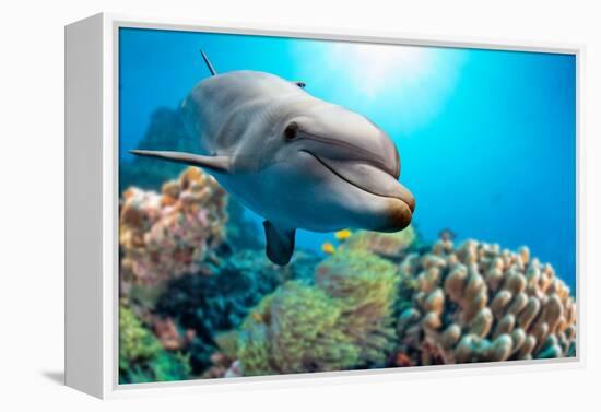 Dolphin Underwater on Reef Background-Andrea Izzotti-Framed Premier Image Canvas