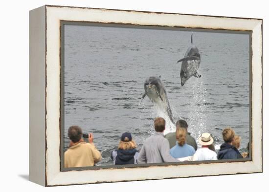 Dolphin watchers being eye balled by two leaping bottlenose dolphin (Tursiops truncatus truncatus)-Charlie Philips-Framed Premier Image Canvas