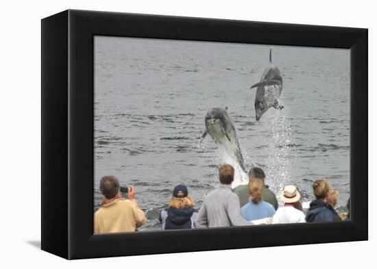 Dolphin watchers being eye balled by two leaping bottlenose dolphin (Tursiops truncatus truncatus)-Charlie Philips-Framed Premier Image Canvas