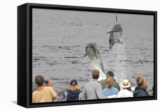 Dolphin watchers being eye balled by two leaping bottlenose dolphin (Tursiops truncatus truncatus)-Charlie Philips-Framed Premier Image Canvas