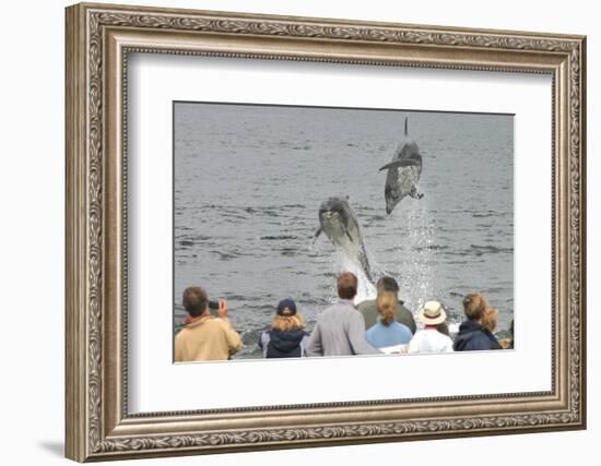 Dolphin watchers being eye balled by two leaping bottlenose dolphin (Tursiops truncatus truncatus)-Charlie Philips-Framed Photographic Print